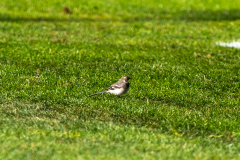 2026-08-22_WingateAndFinchley_vs_DHFC-8348